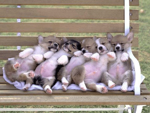 http://www.thousandtyone.com/blog/content/binary/PuppiesOnTheBench.gif
