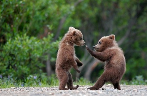 bearfight